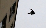 Застигнутый врасплох вор выпрыгнул с пятого этажа в Таразе