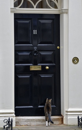 Кошка канцлера казначейства Джорджа Осборна. Фото ©REUTERS