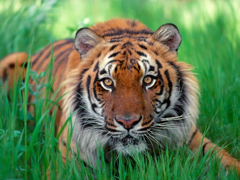 Суматранский тигр. Фото с сайта kootation.com 