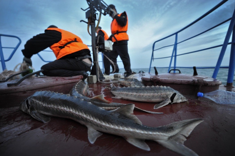 Борьба с браконьерством осетровых в Каспийском море. Фото ©РИА Новости