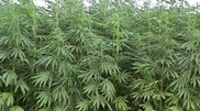 Плантацию индийской конопли нашли на кыргызско-казахстанской границе