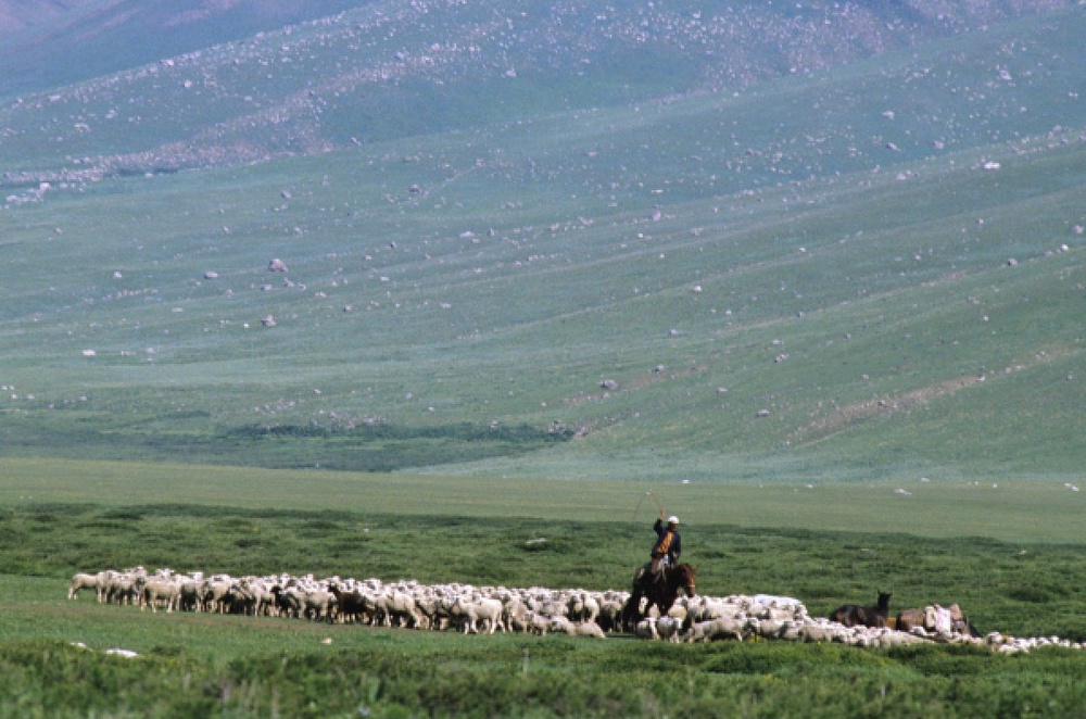 Прогон скота. Фото ©РИА Новости