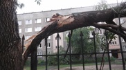 Порывистый ветер повалил деревья в Усть-Каменогорске