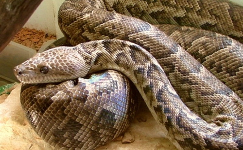 Фото с сайта pythonpete.com