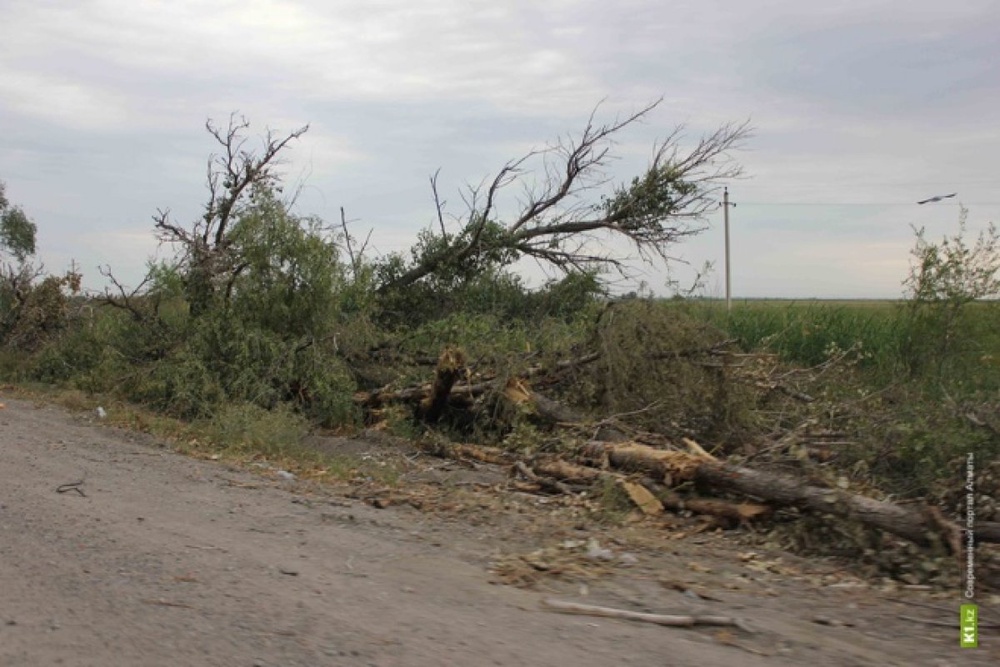 Вырубленные деревья на трассе Алматы-Капшагай. Фото k1.kz