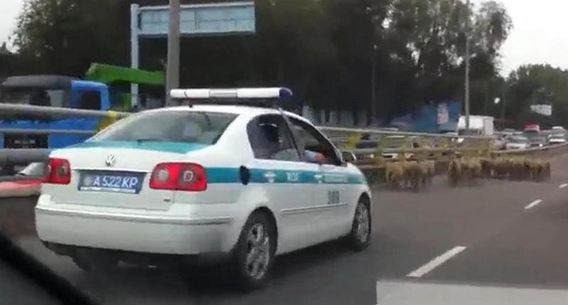 Полицейский автомобиль сопровождает баранов в Алматы. Скриншот видео с портала Facebook.com.