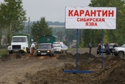 В кыргызском селе на границе с Казахстаном объявлен карантин из-за сибирской язвы