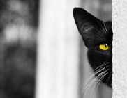 Кошка стала причиной судебных разбирательств в Костанайской области