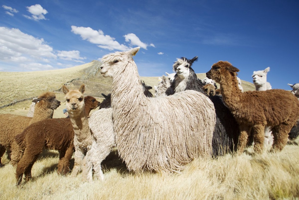 Ламы альпака. Фото ©REUTERS