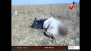 Мать заказала убийство сына в Алматинской области
