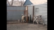 Танцующий пес из Караганды стал звездой YouTube
