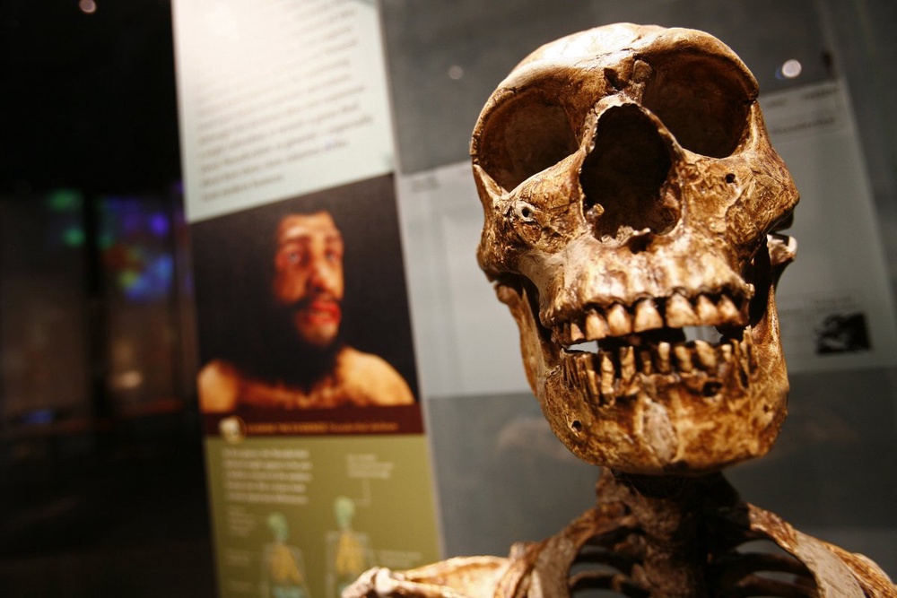 Останки древнего человека в Американском музее естественной истории. ©REUTERS