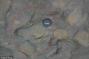 Отпечаток ноги человека нашли спустя 800 тысяч лет