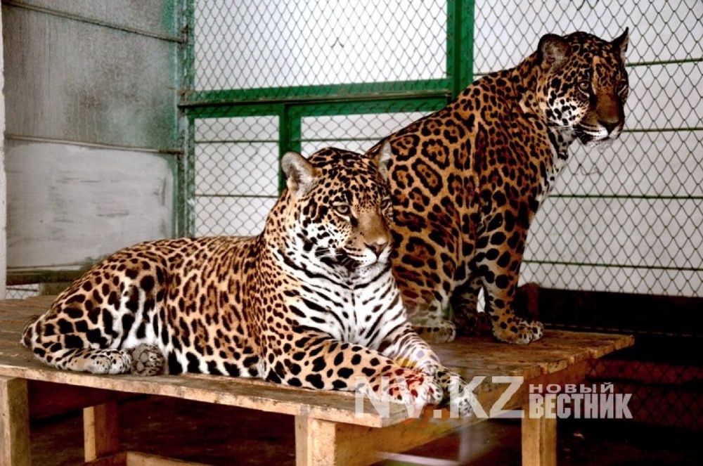 Ягуары в карагандинском зоопарке. Фото nv.kz