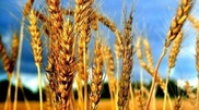Казахстан на треть увеличил экспорт пшеницы в Россию