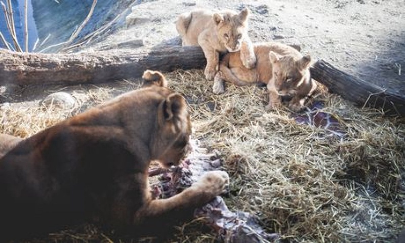 Львы в зоопарке Копенгагена едят останки Мариуса. Фото Corbis