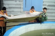 В Атырау выловили еще одну гигантскую белугу