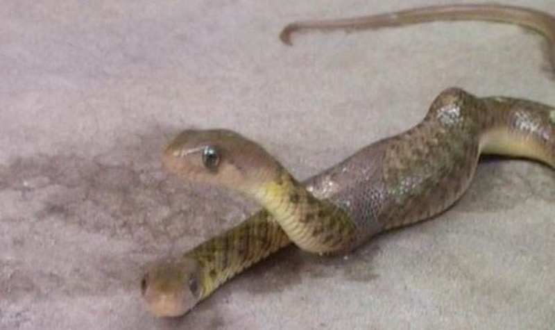 Двуглавая змея Фото с сайта express.co.uk