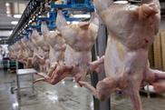 В Казахстане запретили ввоз и продажу мяса курицы из России и Беларуси