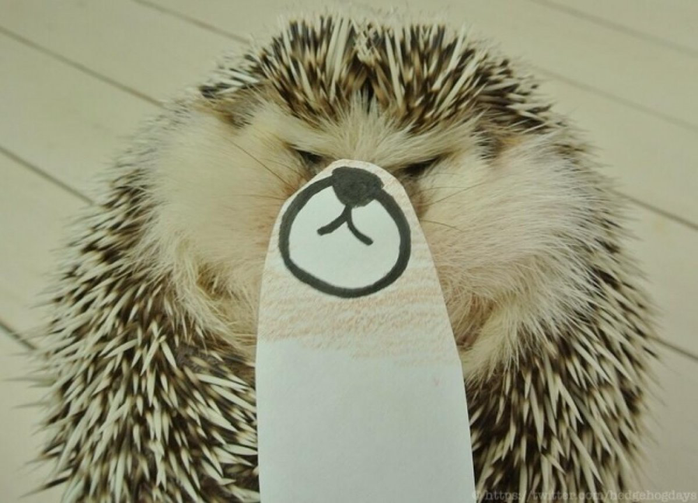 © twitter.com/hedgehogdays