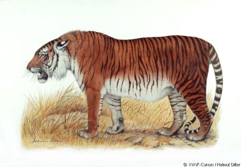 Туранский (Каспийский) тигр.
