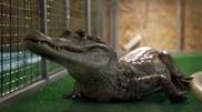 120-килограммовый бухгалтер упадет на крокодила на бис