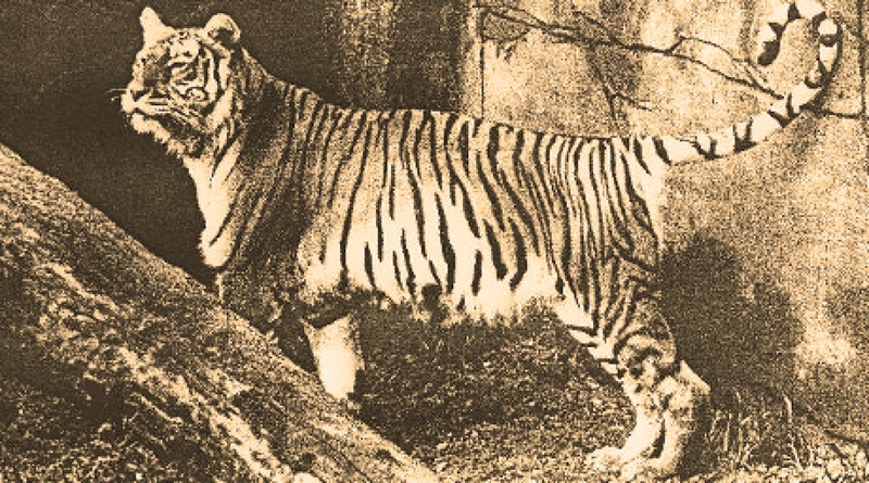 Туранский тигр. ©animalvsanimal.yuku.com