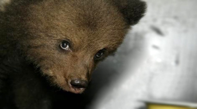По факту жестокого обращения с медвежонком в зоопарке Караганды возбуждено уголовное дело. ©nv.kz
