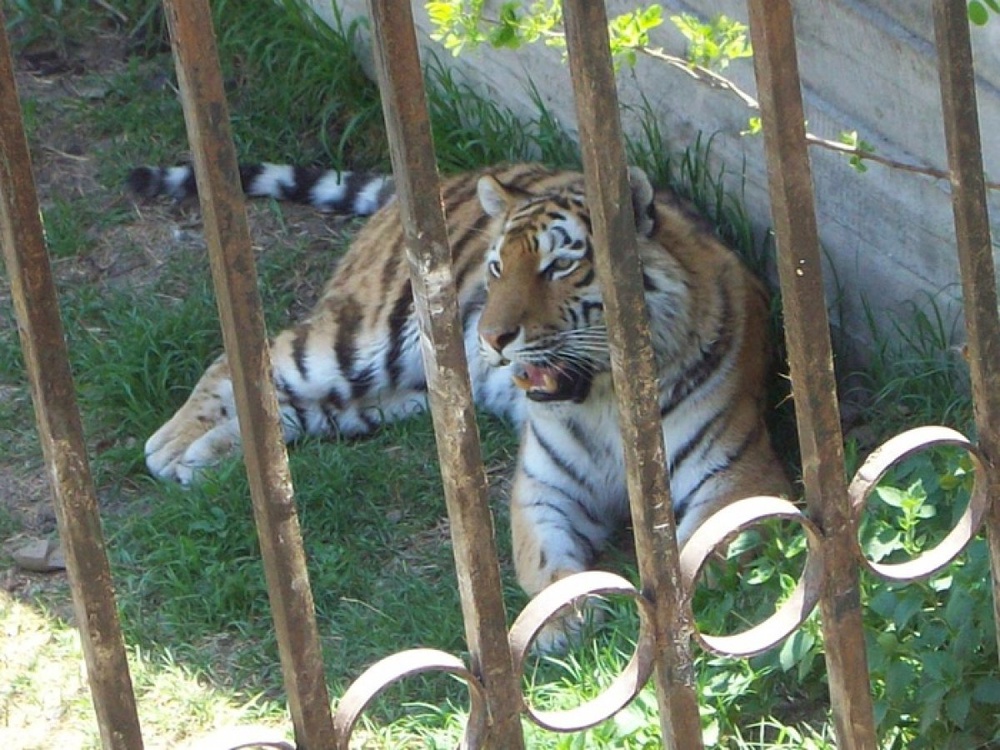 Тигр в зоопарке Тбилиси. Фото с сайта liveinternet.ru