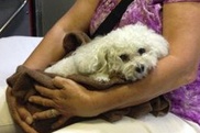 Собака выжила после падения с 16-го этажа в США