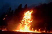 В Павлодарской области горит 300 гектаров соснового бора