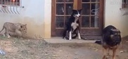 Видео с напугавшим собаку львенком стало хитом
