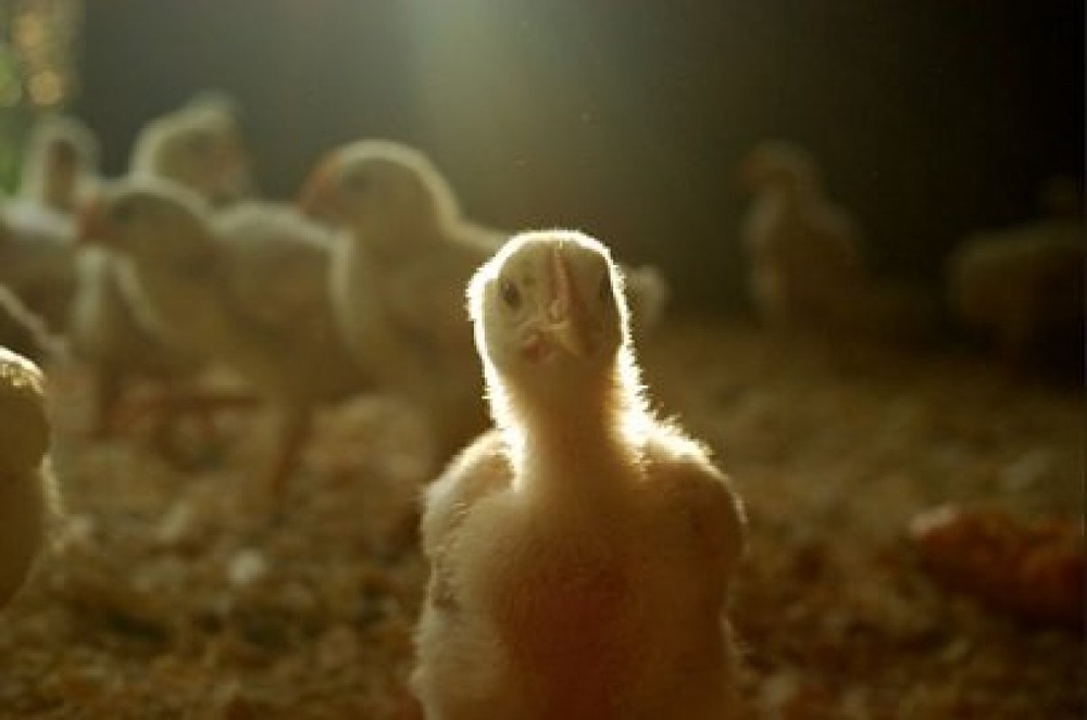 Фото с сайта Worldpoultry.com