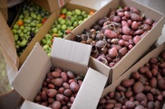 Жамбылская область вдвое увеличит производство сельхозпродукции к 2020 году