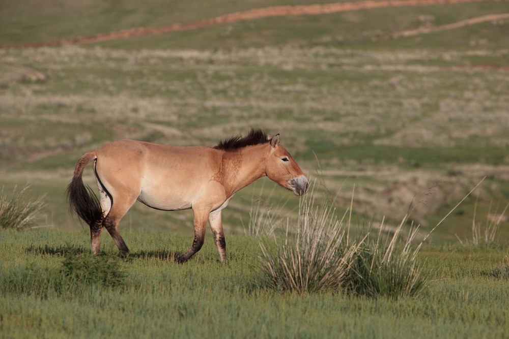 Дикая лошадь Пржевальского в национальном парке Хустайн-Нуруу (Монголия). © flickr.com