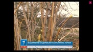 В Шымкенте накануне Нового года на деревьях распустились почки