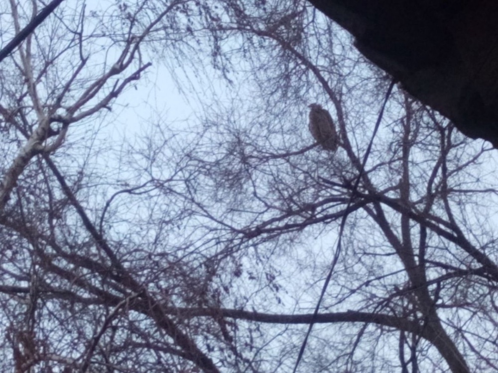 Птицу видели в районе Райымбека - Полежаева