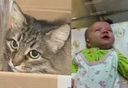 Кошка стала звездой мировых СМИ после спасения ребенка-подкидыша