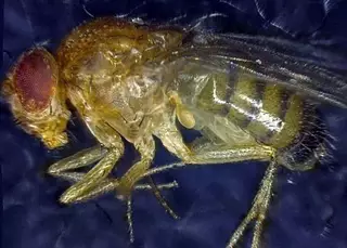 Ученые успешно испытали "эликсир молодости"