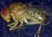 Ученые успешно испытали "эликсир молодости"