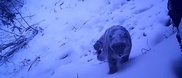 Турист сфотографировал снежного барса рядом с Алматы