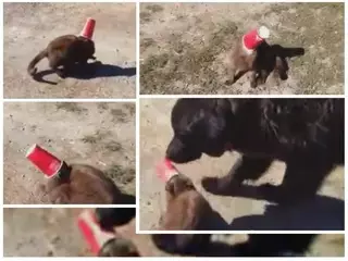 Пес спас кота из ловушки