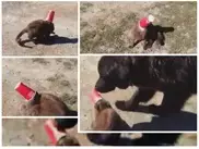 Пес спас кота из ловушки