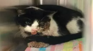 Попавший под машину кот воскрес через 5 дней после похорон в США