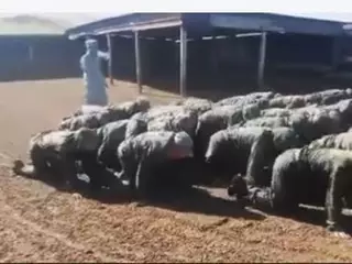 В Казнете появился ролик с военнослужащими-"баранами"