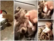 Видео о дружбе котенка и утят набирает популярность на YouTube