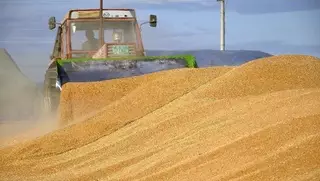 Глава Минсельхоза предлагает отказаться от субсидирования экспорта зерна