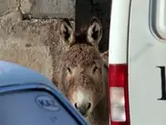 Жителям района в Усть-Каменогорске мешает спать осел