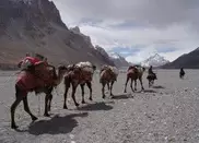 Меры поддержки переезда граждан с юга на север разработали в Казахстане