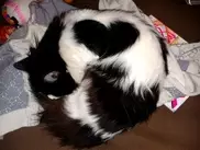 Музыка для кошек разработана в США